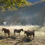 castillon-en-couserans-chevaux-brume